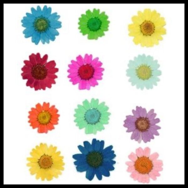 12 in One Multicolour Daisy