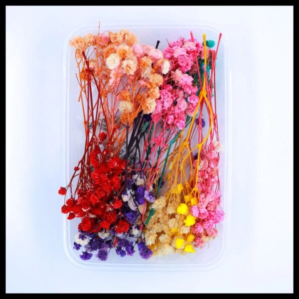 Multi Dries Gypsy Box