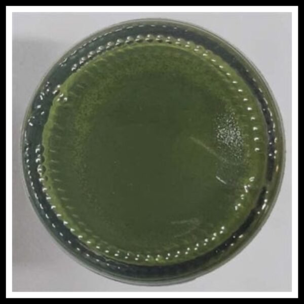 Olive Green Opaque Resin Pigment 20 Gram