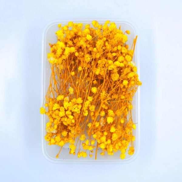 Yellow Baby Breath Dry flower