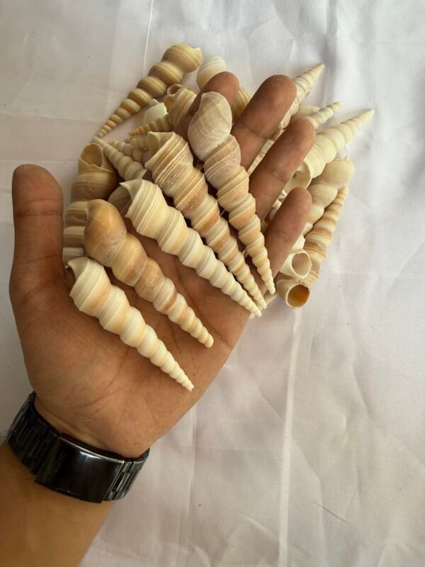 Sea shell (70-80 grams)