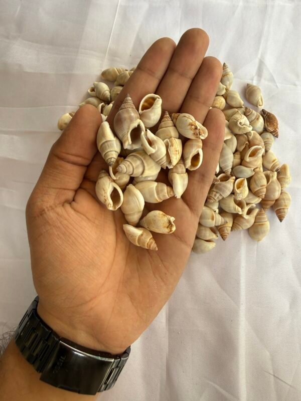 Sea shell (70-80 grams)