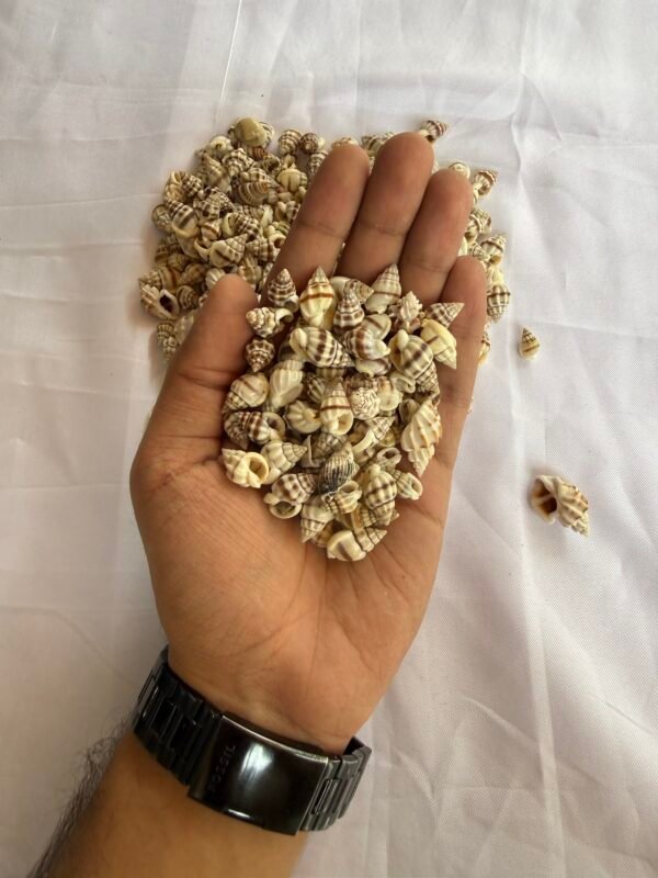 Sea Shells (70-80 grams)