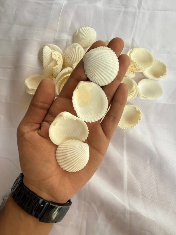 White Sea Shells (70-80 Grams)
