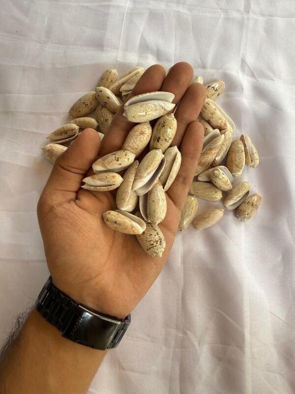 Sea Shells (70-80 grams)