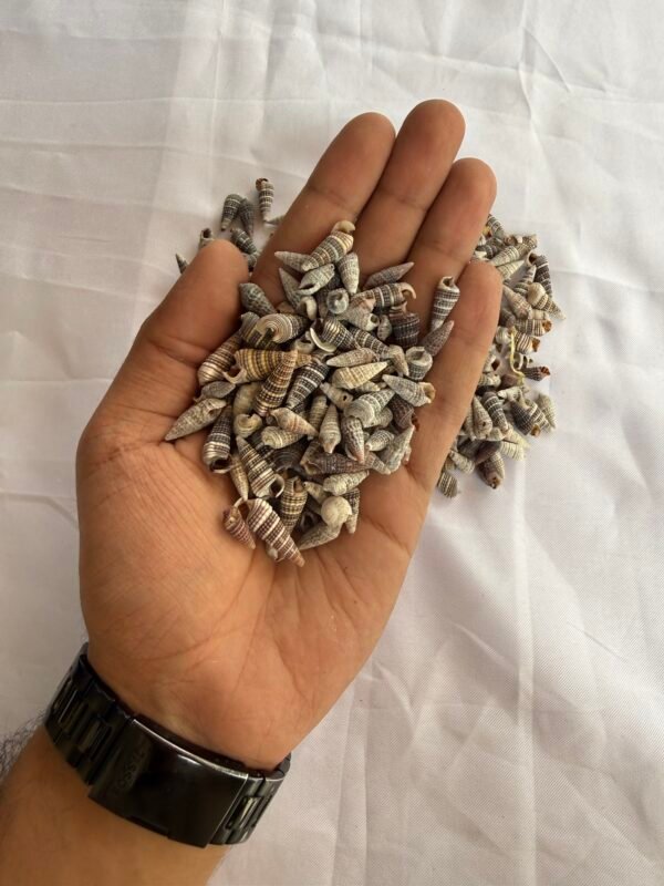 Sea Shells (70-80 grams)