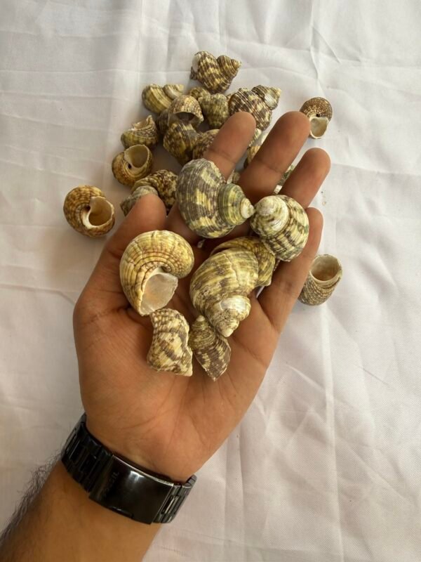 Sea Shells (70-80 grams)