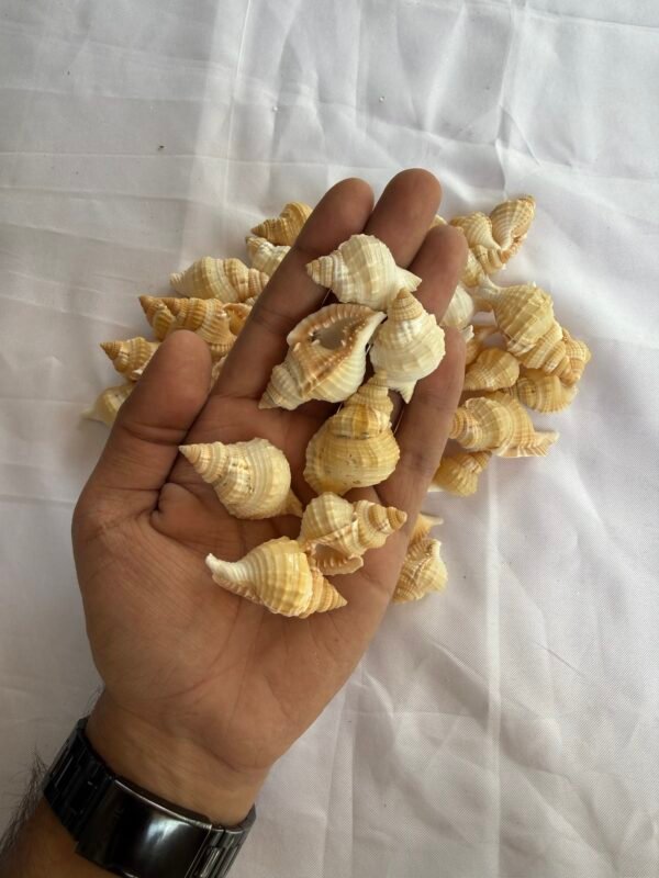 Sea shells (70-80 grams)