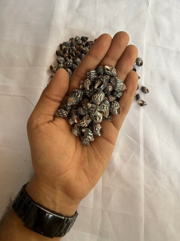 Shells (70-80 grams)