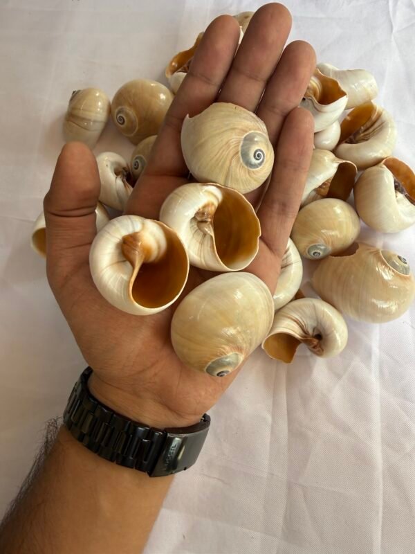 Sea Shells (70-80 grams)