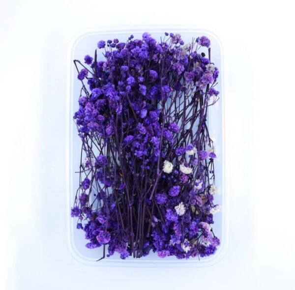 Purple Gupsy Box