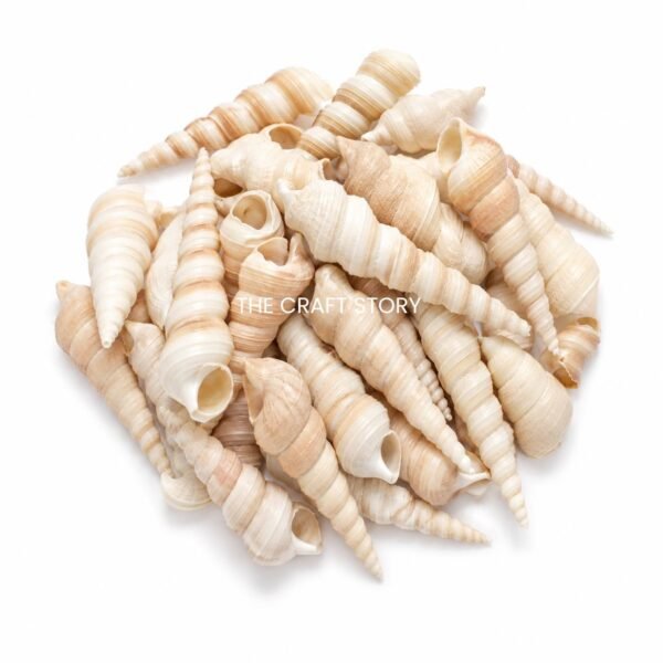 Sea shell (70-80 grams)