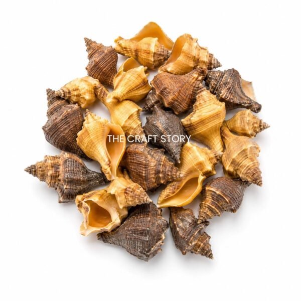 Sea shell (70-80 grams)