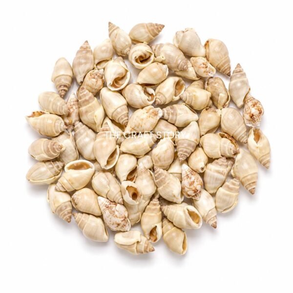 Sea shell (70-80 grams)