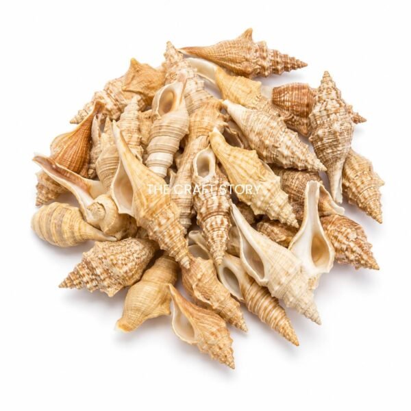 Sea shells (70-80 grams)