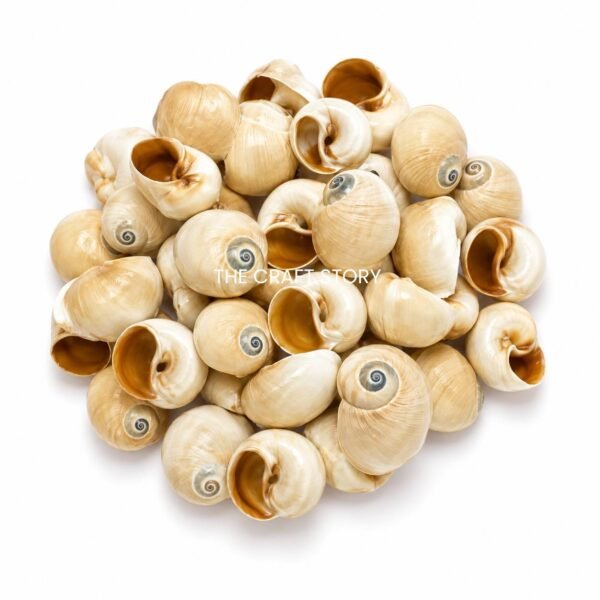 Sea shells (70-80 grams)