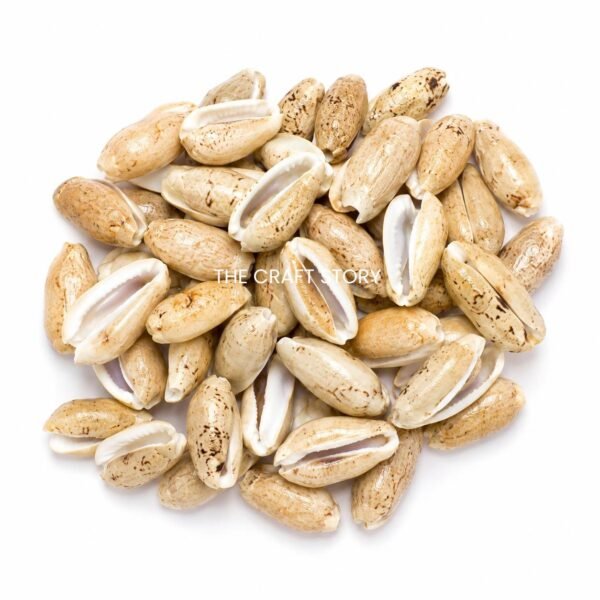 Sea Shells (70-80 grams)
