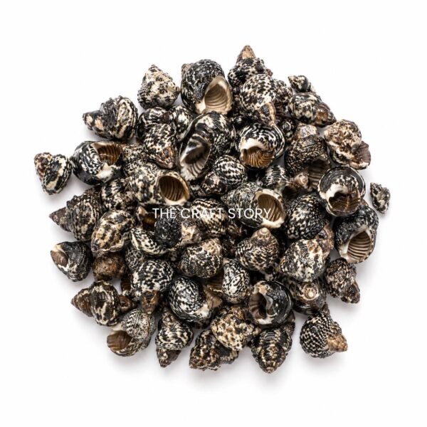 Shells (70-80 grams)