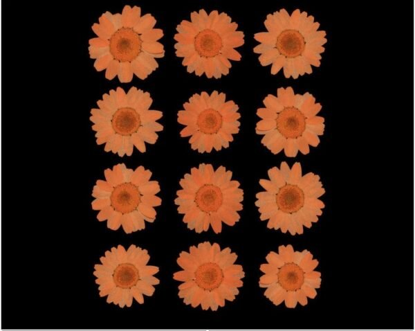 Orange Pressed Daisy