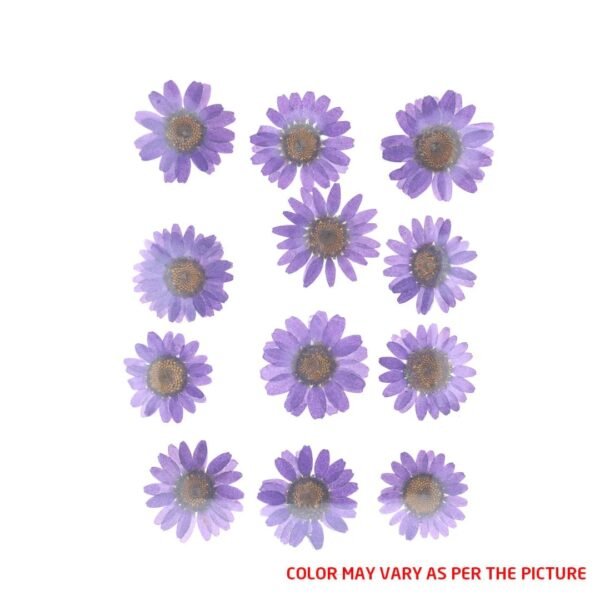 Violet Daisy Pressed Dry Flower