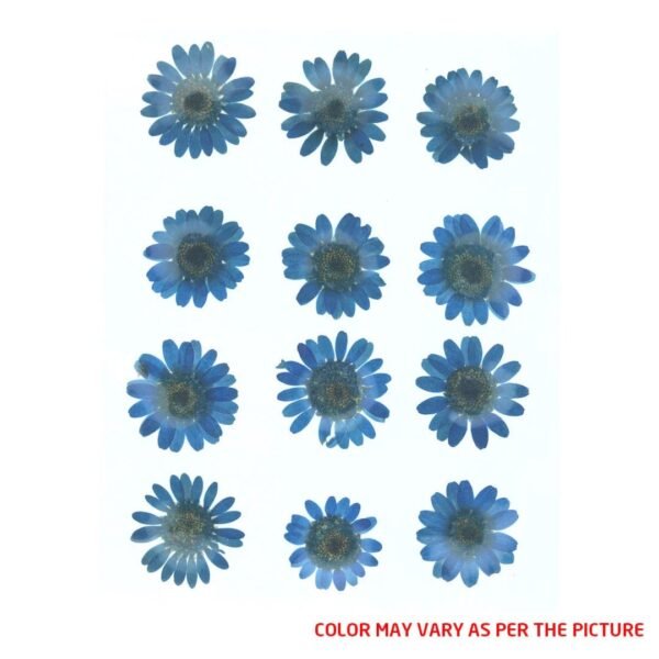 Dark Blue Daisy Pressed Dry