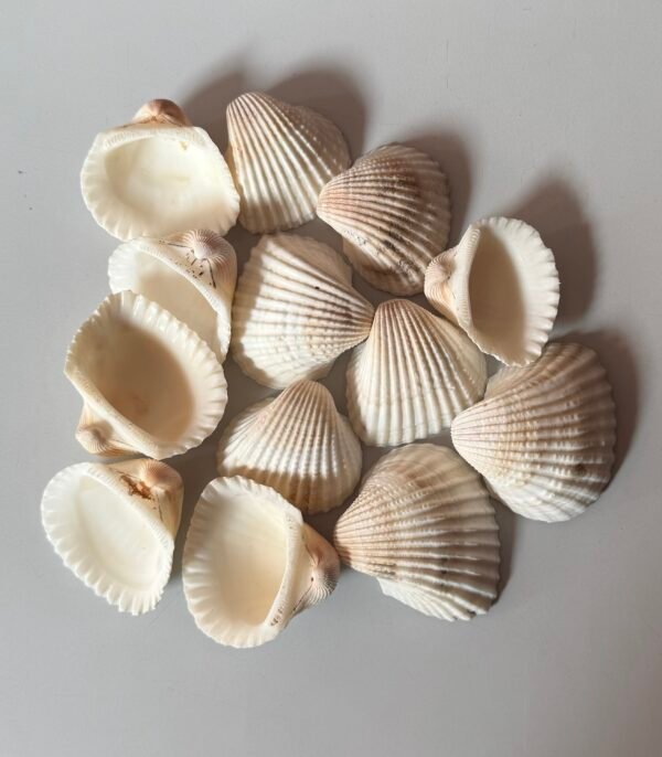 Display Shell White ( Per Pc )