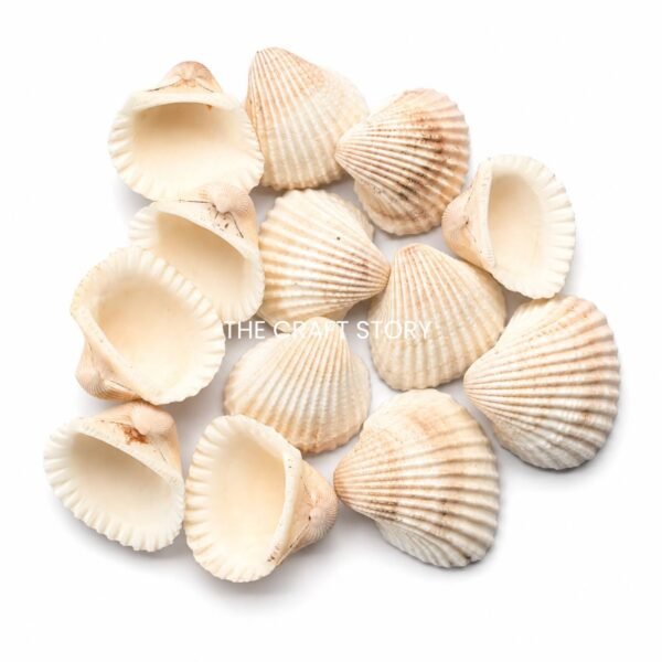 Display Shell White ( Per Pc )