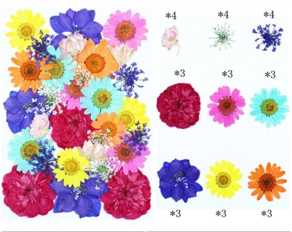 30 In 1 Pressed Flowers Fl176